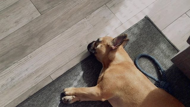 A small sweet French bulldog lies on the floor on a grey carpet in the house, drags out and looks at the lens, is curious about the whole situation