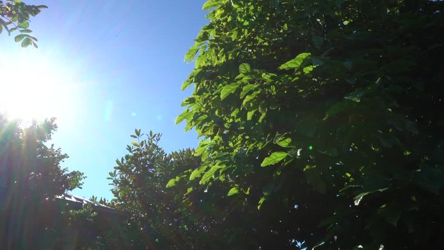 A bright summer day in Australia with a tree and it's leafs gently blowing in the wind with the sun to the side of it. Filmed at Australia, Queensland, Sunshine Coast, Caloundra