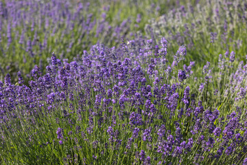 Naklejka premium the blooming lavender flowers in Provence, near Sault, France