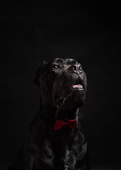 Black cane corso portrait with a red bow in studio with black background. Black dog on the black background. Dog look right. Copy Space