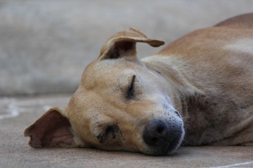Cute and Pet Dog sleeping at outside road