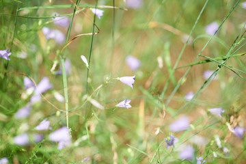 Flowers in meadow. Close up. 
