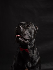 Black cane corso portrait with a red bow in studio with black background. Black dog on the black background. Dog look left. Copy Space