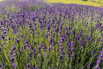 Fototapeta premium the blooming lavender flowers in Provence, near Sault, France