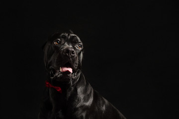 Black cane corso portrait with a red bow in studio with black background. Black dog on the black background. Dog look right. Copy Space