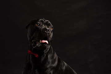 Black cane corso portrait with a red bow in studio with black background. Black dog on the black background. Dog look right. Copy Space
