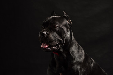 Black cane corso portrait with a red bow in studio with black background. Black dog on the black background. Dog look left. Copy Space