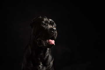 Black cane corso portrait in studio on black background. Black dog on the black background. Dog...