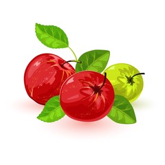 Isolated vector image shows nice juicy red and green apples with leaves on white background cartoon style