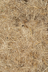 Macro texture of crushed dry grass,straw in the sun.