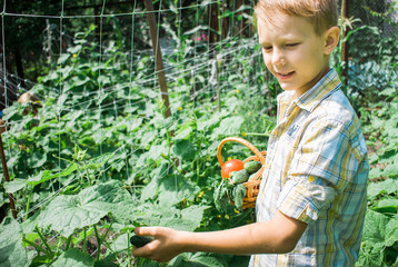 Cute blond boy holding basket with organic tomatoes, cucumber and salad in vegetable garden