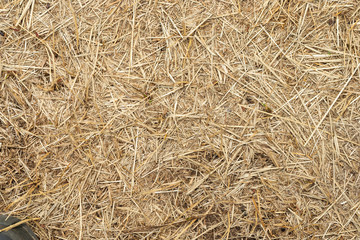 Macro texture of crushed dry grass,straw in the sun.