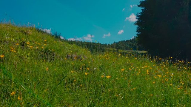 Prato in malga