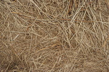Macro texture of crushed dry grass,straw in the sun.
