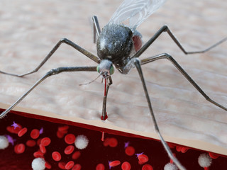 3d rendered medically accurate illustration of a mosquito bite