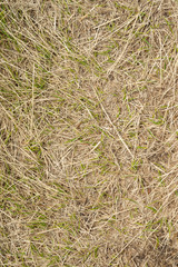 Macro texture of crushed dry grass,straw in the sun.
