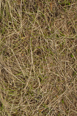 Macro texture of crushed dry grass,straw in the sun.