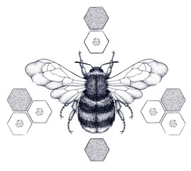 Striped honey bee sits on honeycombs. Tattoo.T-shirt illustartion