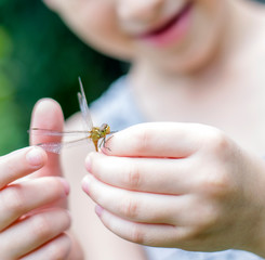 Little boy holds dragonfly in his hands, close-up