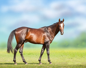 Bay horse in the field