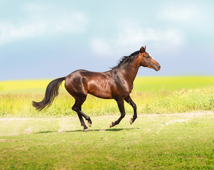 bay horse runs on the field