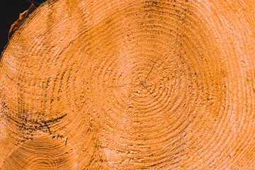 Macro texture of a slice of pine trunk