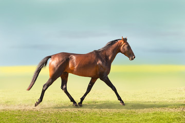 bay horse trotting on the field