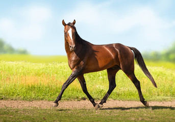 bay horse trotting on the field
