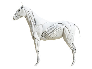 3d rendered medically accurate illustration of the equine muscle anatomy © Sebastian Kaulitzki
