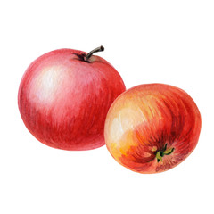 Red apples with on a white background.Summer,autumn illustration of fruits.