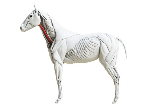 3d rendered medically accurate illustration of the equine muscle anatomy - omohyoid