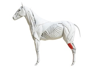 3d rendered medically accurate illustration of the equine muscle anatomy - extensor digitorum longus