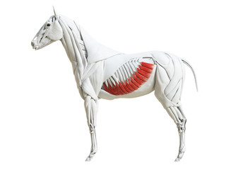 Obraz na płótnie Canvas 3d rendered medically accurate illustration of the equine muscle anatomy - external abdominal oblique