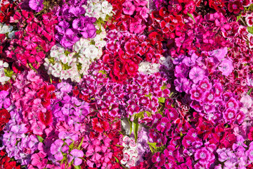 Dianthus flower in the market