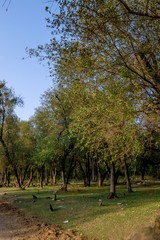 A river in yellow autumn trees