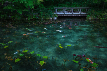 岐阜県 モネの池 