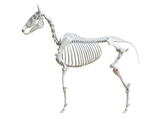 3d rendered medically accurate illustration of the equine skeleton - fibula