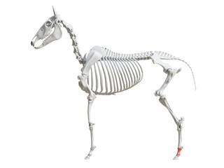 3d rendered medically accurate illustration of the equine skeleton - first phalange