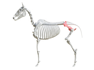 3d rendered medically accurate illustration of the equine skeleton - ilium
