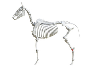 3d rendered medically accurate illustration of the equine skeleton - talus