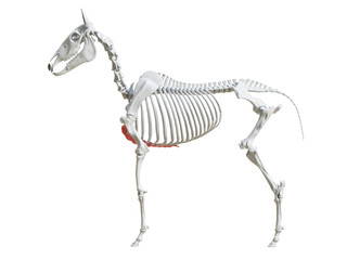 3d rendered medically accurate illustration of the equine skeleton - sternum
