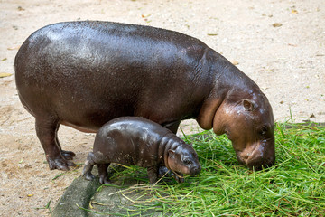 Pygmy hippo mom and baby are resting, eating food.
