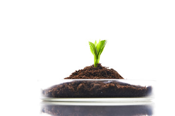 Model plant in a research lab