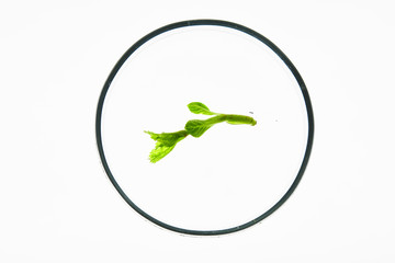 Sprout inside medical glassware on white table