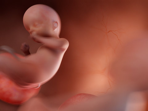 3d rendered medically accurate illustration of twin fetuses - week 21