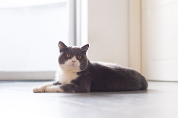 Cute british shorthair, indoor shot