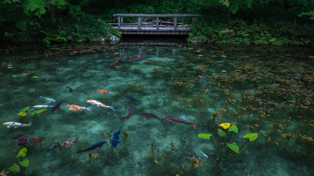 岐阜県 モネの池 