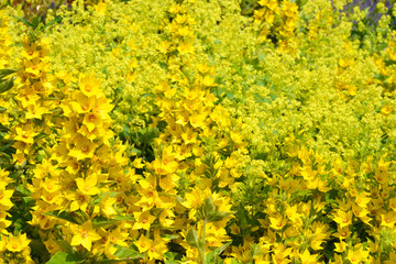Beautiful yellow field flowers in the summer