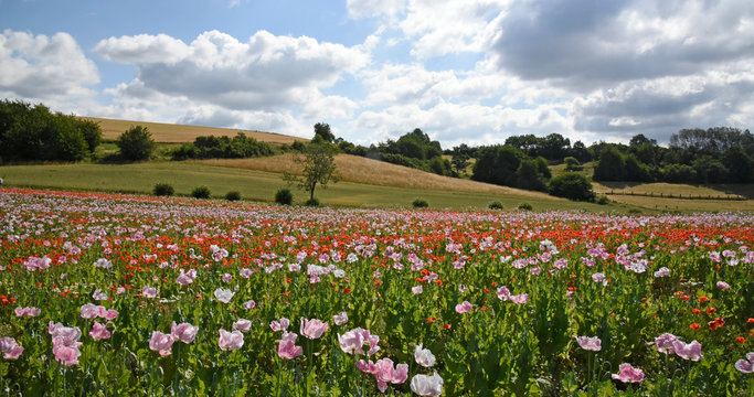 Mohnbl&uuml;te