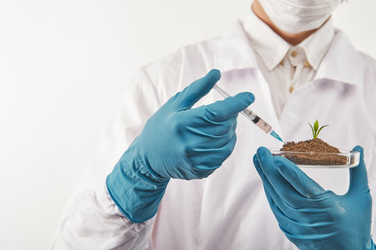 Seed Growing In A Lab Cup With Catalyst